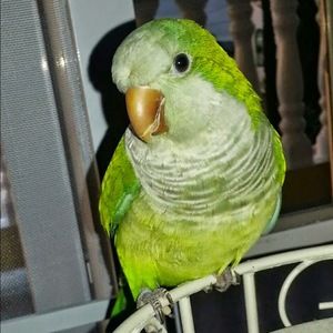 Meet your Posher, Sharily michelle